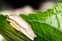 SC_AN_6056