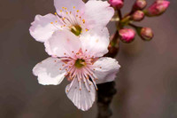 SC_PL_0671