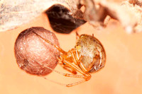 Aranhas