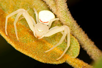 Aracnídeos