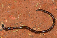 SC_AN_0368