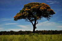 SC_PL_0044