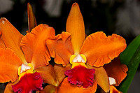 SC_PL_2895