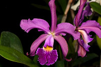 Orquídeas