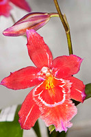 SC_PL_2904