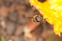 SC_AN_5954