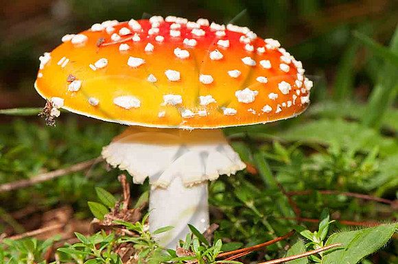SC_CO_5923