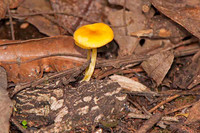 Cogumelos
