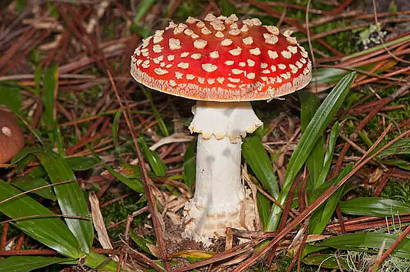 SC_CO_5895