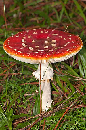 SC_CO_5897