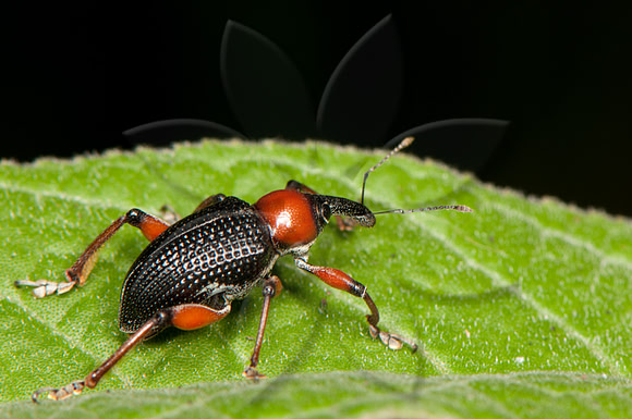 SC_AN_2638