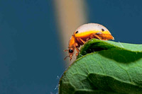 SC_AN_0839