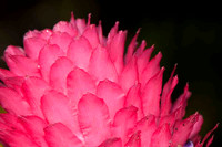 Bromélias