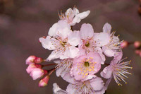 SC_PL_0659