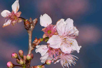 SC_PL_0663