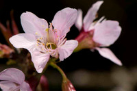 SC_PL_0644