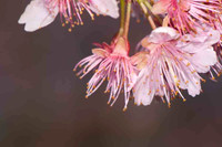 SC_PL_0660