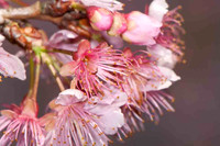 SC_PL_0661