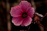 SC_PL_1364