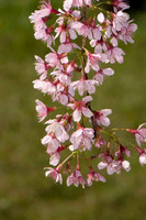 SC_PL_0667