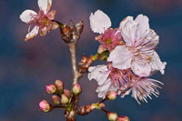 SC_PL_0664