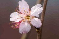 Flores de frutas