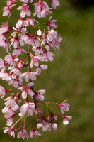 SC_PL_0666