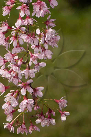 SC_PL_0666