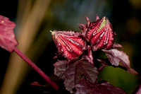 SC_PL_0326