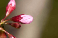 SC_PL_0651