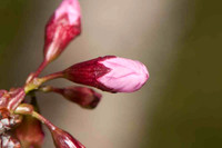 SC_PL_0650