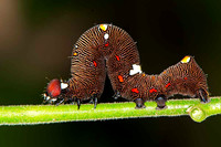 Lagartas