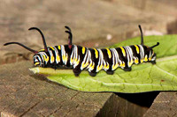 SC_AN_0366