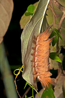 SC_AN_9478