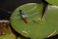 SC_AN_5630