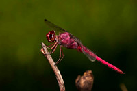 SC_AN_2353