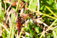 SC_AN_4284