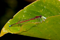 SC_AN_5948