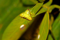 SC_AN_5988