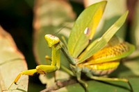 SC_AN_5983