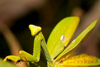 SC_AN_5985