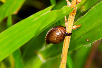 SC_AN_3354