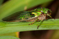 SC_AN_3058