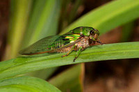 SC_AN_3057