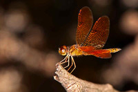 SC_AN_5601