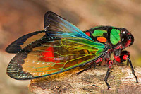 SC_AN_2033