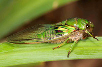SC_AN_3059