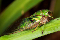 SC_AN_3065
