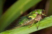 SC_AN_3064