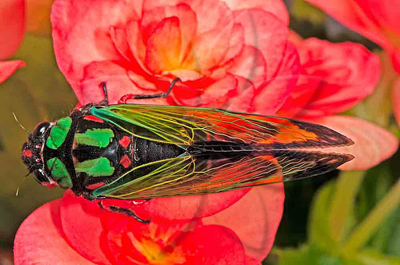 SC_AN_3831